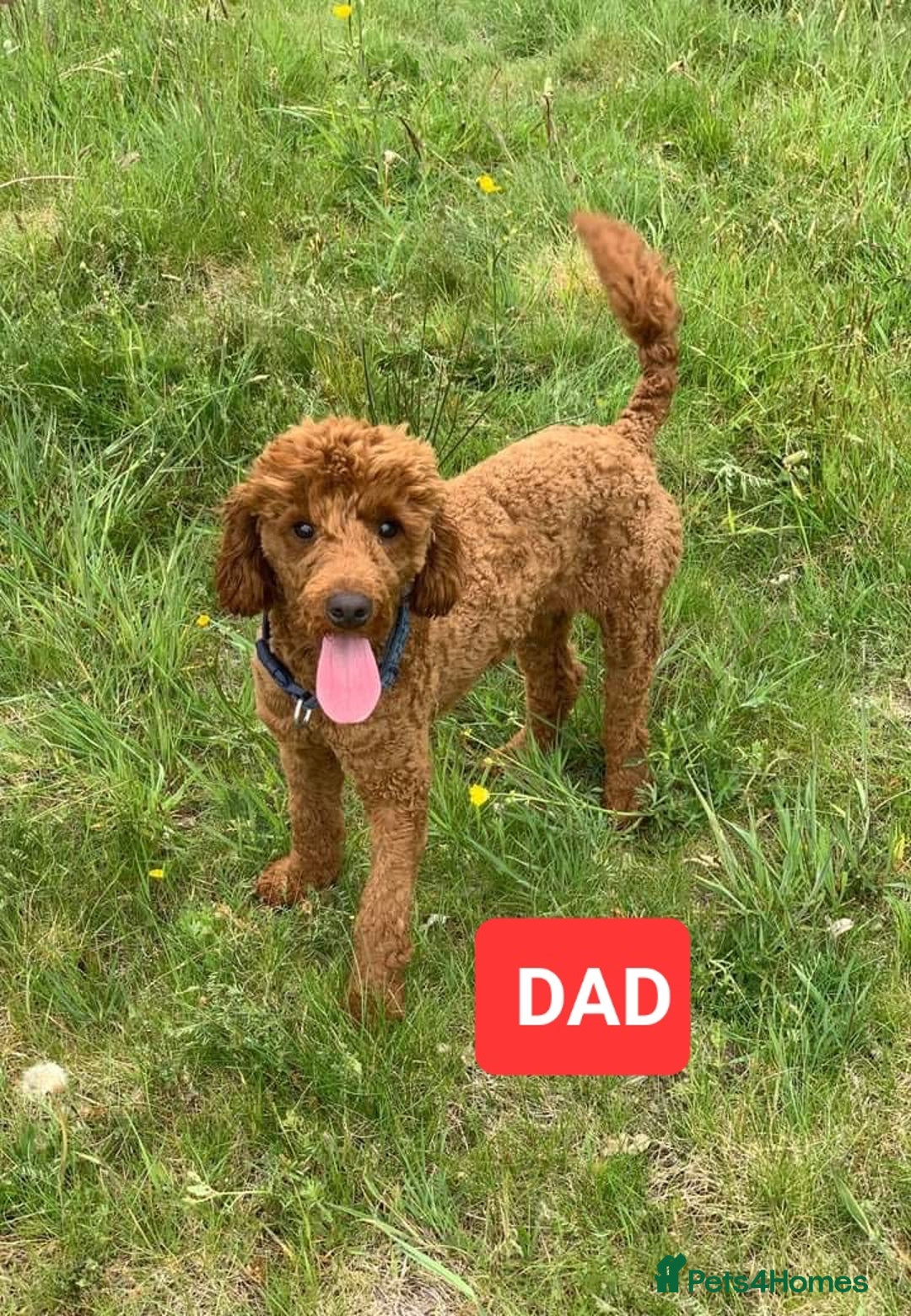 Cavapoo dogs for sale: Exquisite little cavapoos ready to go! - Image 12