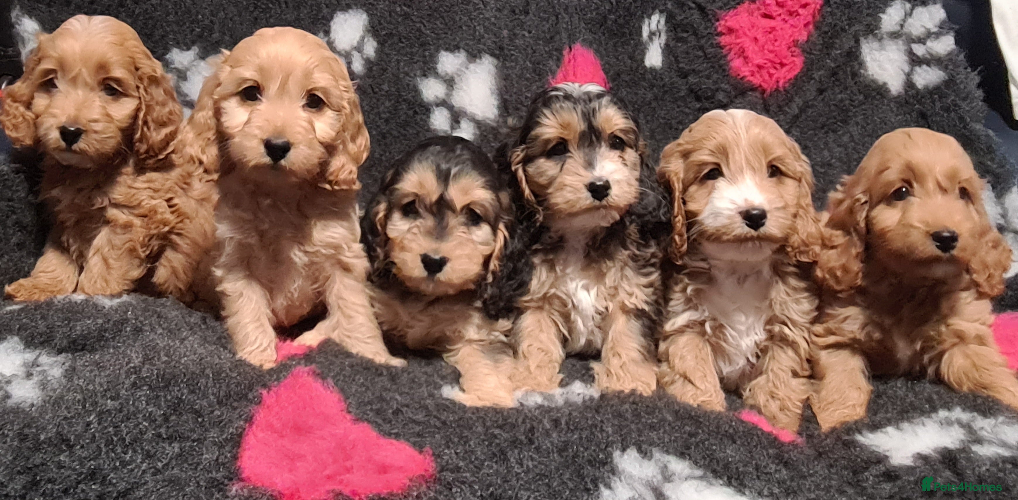 Cockapoo dogs Amazing F1 Mini Cockapoos  - Advert 5