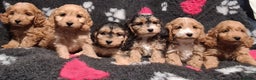 Cockapoo dogs for sale: Amazing F1 Mini Cockapoos  - Advert 1