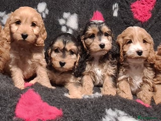 Cockapoo dogs Amazing F1 Mini Cockapoos - Advert 1