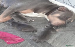 Staffordshire Bull Terrier dogs for sale: Blue tri Staffordshire bull terrier pups for sale  - Image 13