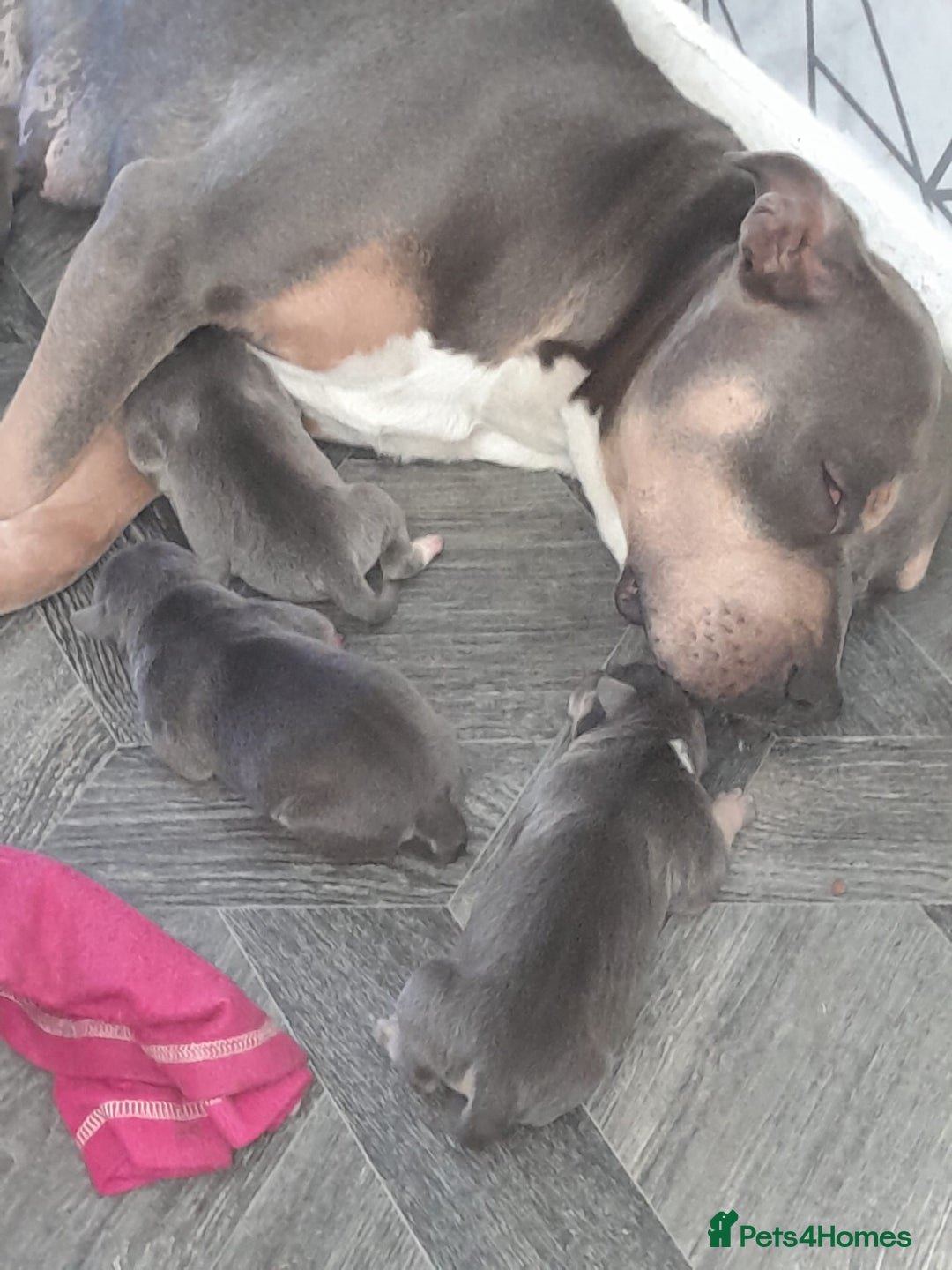 Staffordshire Bull Terrier dogs for sale: Blue tri Staffordshire bull terrier pups for sale  - Image 13