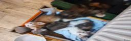British Shorthair cats for sale: Five stunning kittens available immediately  - Advert 5