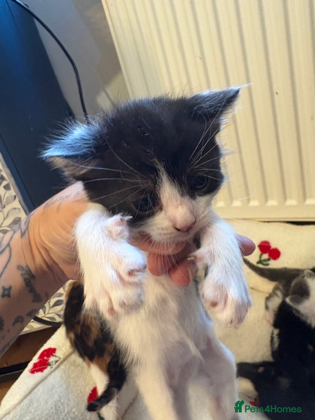American Shorthair cats for sale: 5 beautiful kittens available  - Image 9