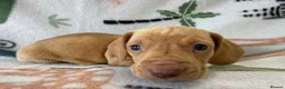 Miniature Dachshund dogs for sale: 🐾 Kc Reg Smooth Haired Miniature Dachshunds 🐾  - Advert 10