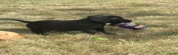 Labrador Retriever dogs for sale: Wonderful Labrador pups for sale  - Advert 5