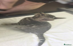 Bengal cats for sale: Sweet Bengal Kittens For Sale  - Image 30