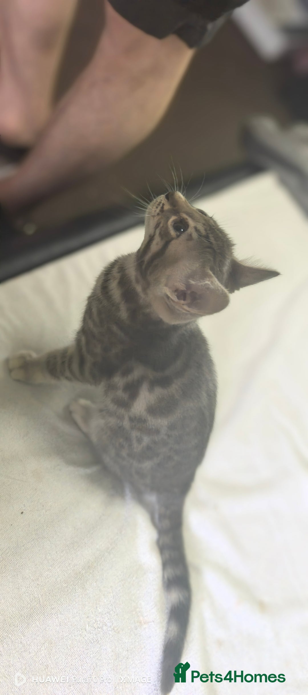 Bengal cats for sale: Sweet Bengal Kittens For Sale  - Image 30