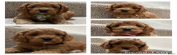 Cockapoo dogs for sale: American Cockapoo pups. F1 Health tested Parents - Advert 22