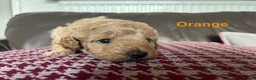 Toy Poodle dogs for sale: Gorgeous Toy Poodle Looking for Their Forever Home - Advert 26