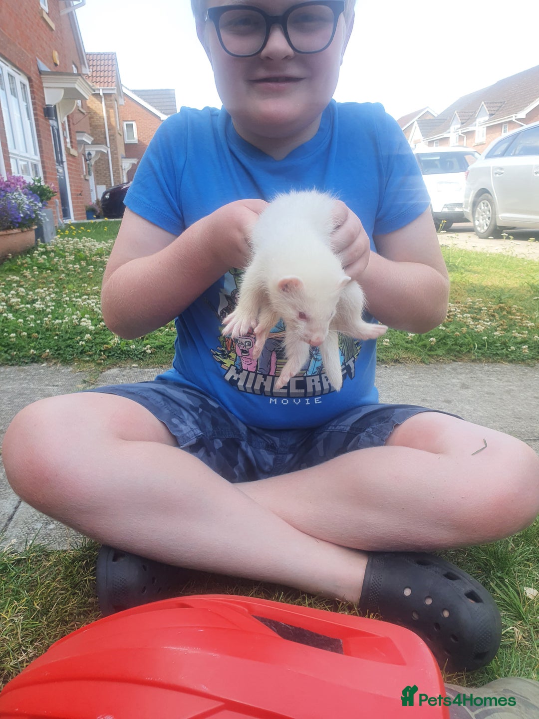 Ferret rodents for sale: Amazing Albino Ferret Kits - Image 9