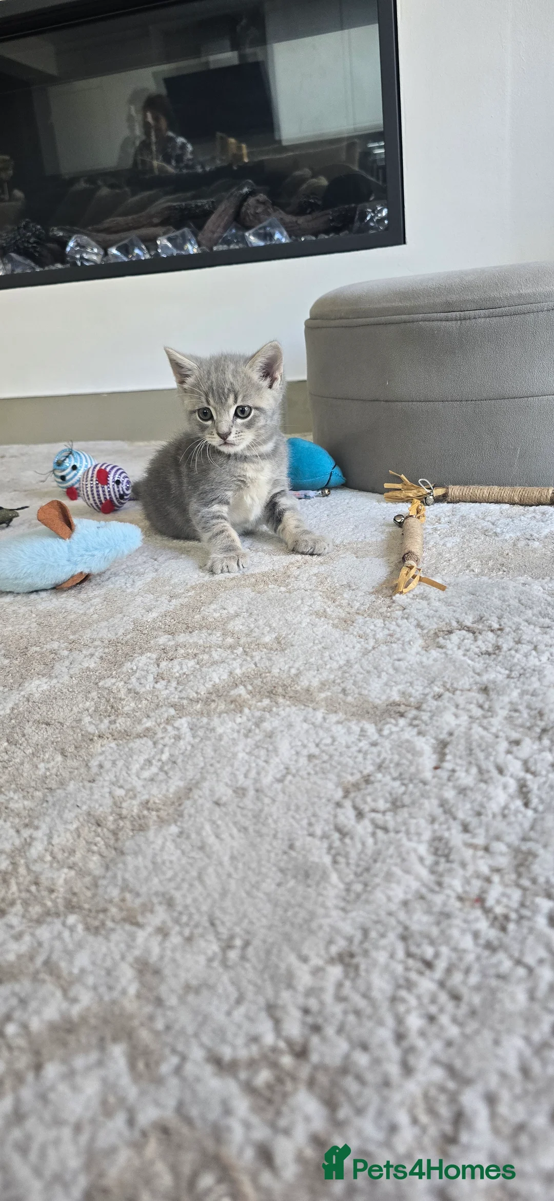 Mixed Breed cats for sale: British short hair Tabby - Advert 2