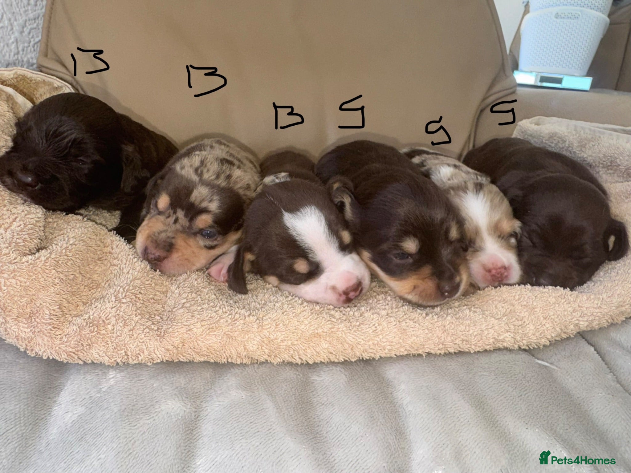 Mixed Breed dogs CHI SPANIEL PUPPIES READY 5th SEP - Advert 1
