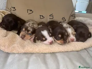 Mixed Breed dogs CHI SPANIEL PUPPIES READY 5th SEP - Advert 1