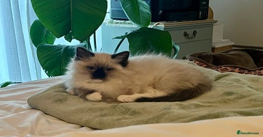 Ragdoll cats - Advert 10