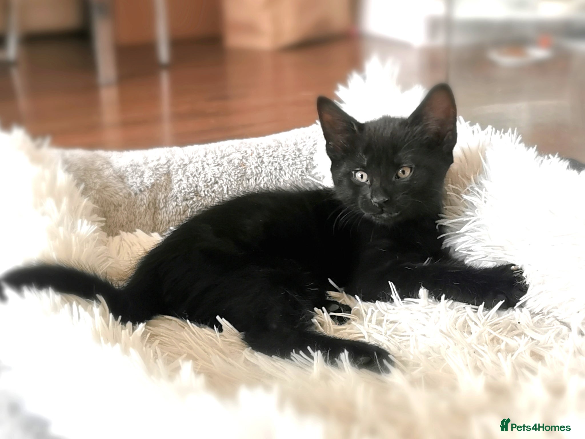 Mixed Breed cats for sale: Gorgeous, sweet natured & very playful kittens in London - Advert 30
