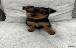 Yorkshire Terrier dogs for sale: Pedigree Yorkshire terriers ready to leave - Image 1