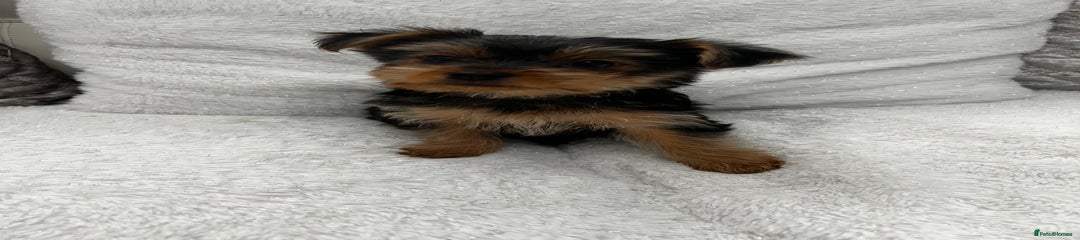 Yorkshire Terrier Puppy 2