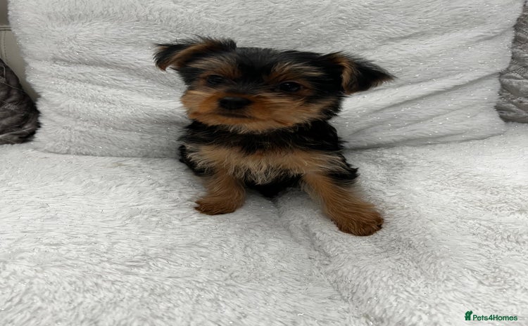 Yorkshire Terrier dogs - Advert 8