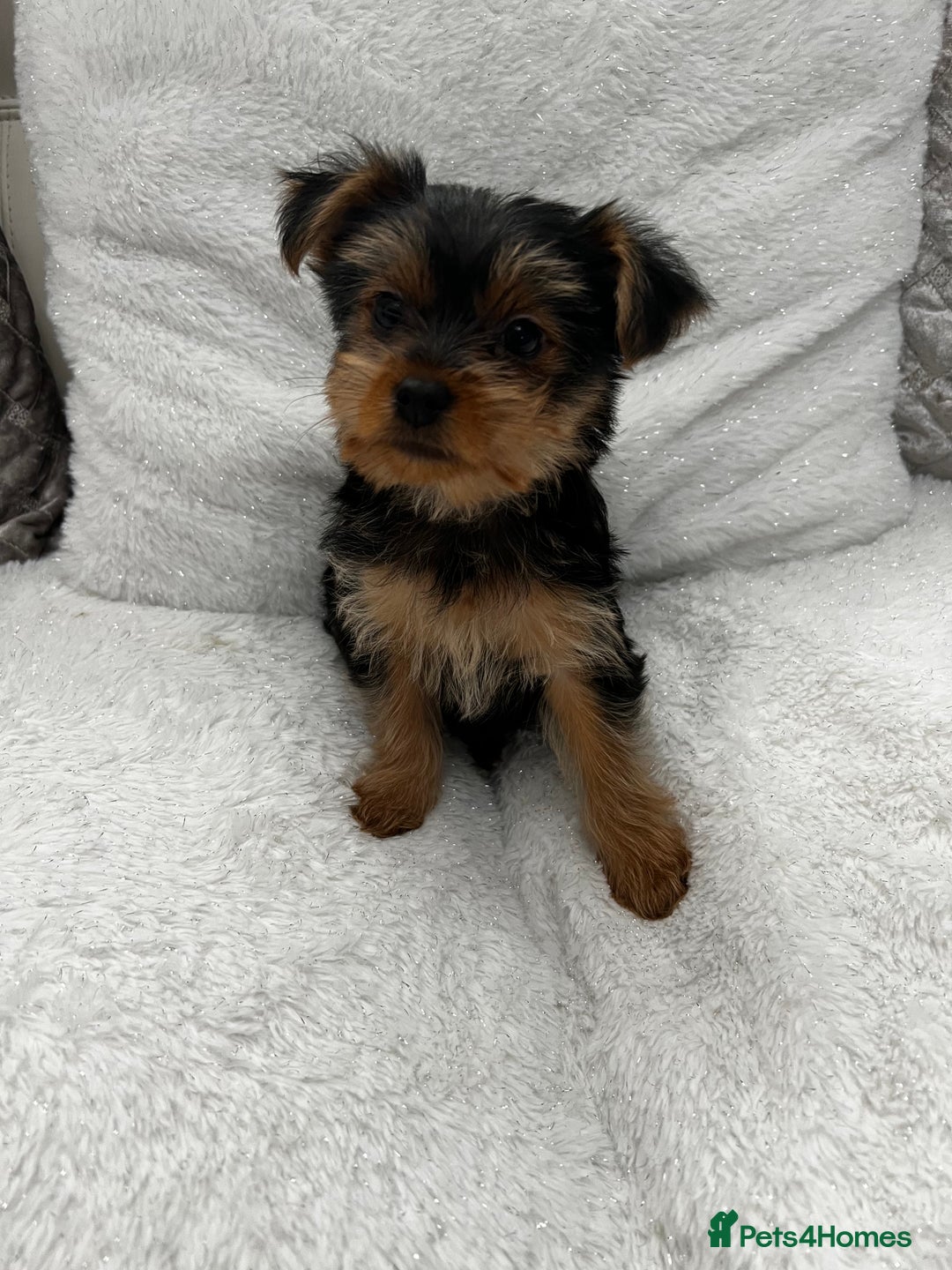 Yorkshire Terrier dogs for sale: Pedigree Yorkshire terriers ready to leave - Image 1