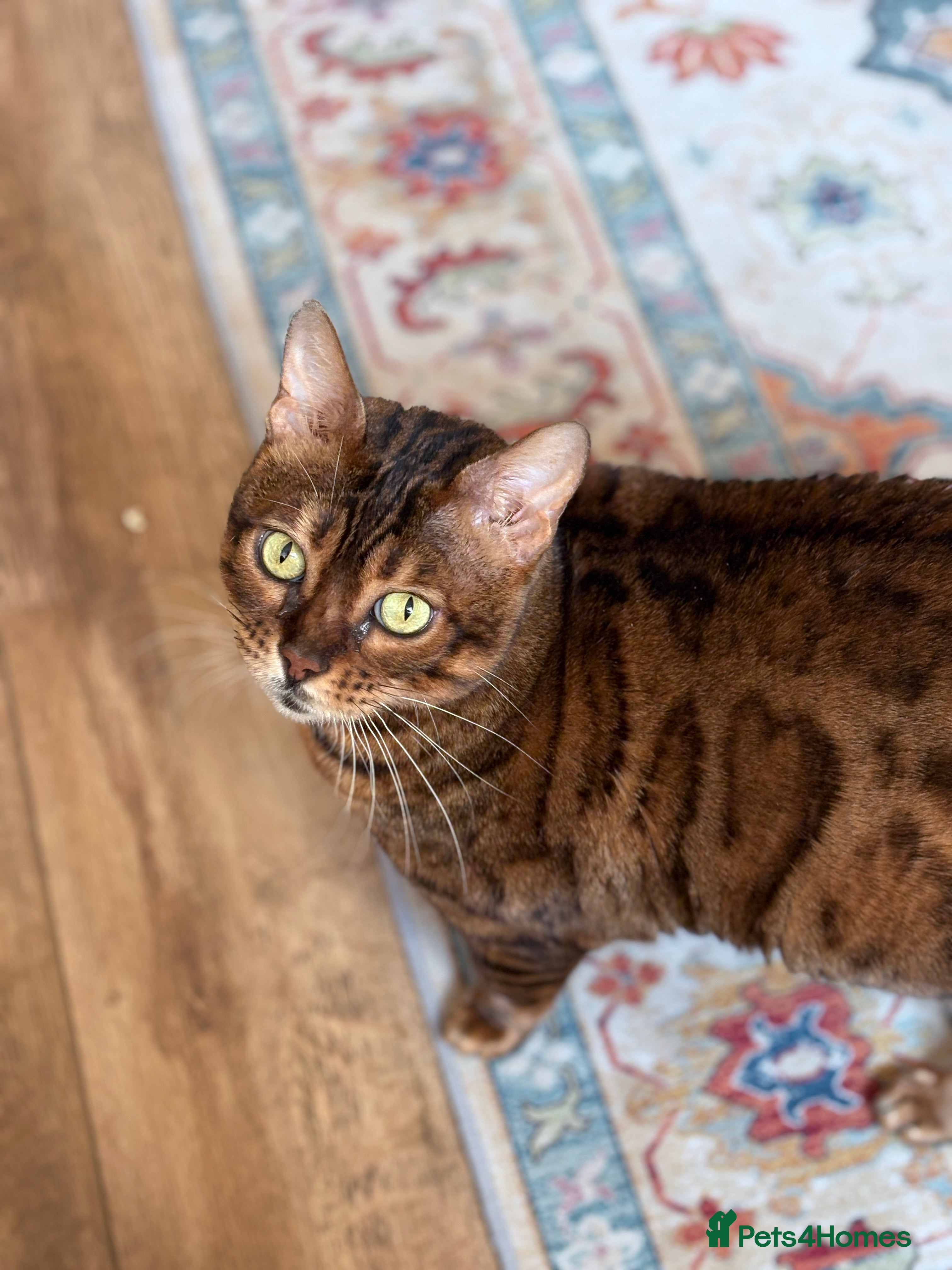 Bengal cats FREE - Bengal Cat for indoor home.  - Advert 12