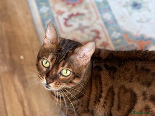 Bengal cats Lovely Bengal Cat for indoor home. - Advert 1