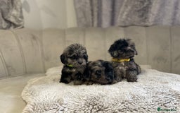 Cockapoo dogs for sale:  pra clear cockapoo puppy’s ready in 1 weeks - Image 15
