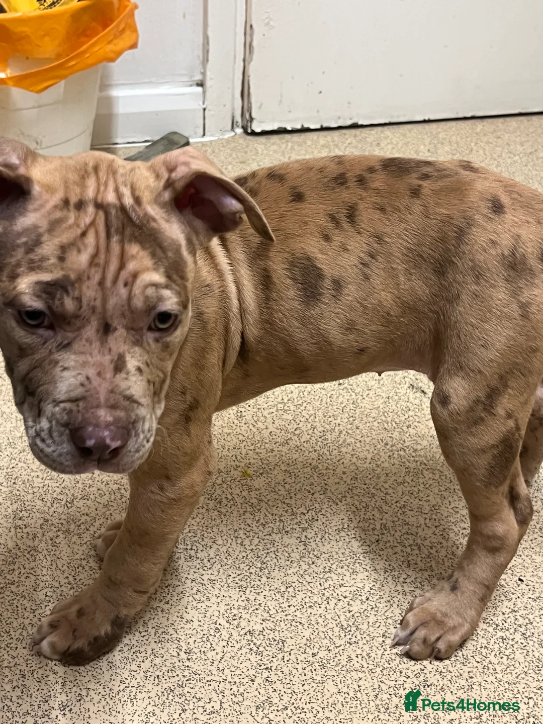 Bullmastiff dogs for sale: Pitbull Mastiff Pups  in London - Advert 5