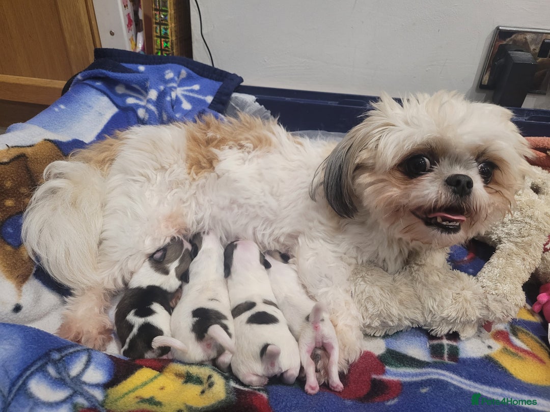 Mixed Breed dogs for sale: Shiranian pups shih tzu cross pomeranian  - Advert 1