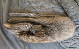 British Shorthair cats for sale: British Short-hair X melanistic bengal kitten - Image 6