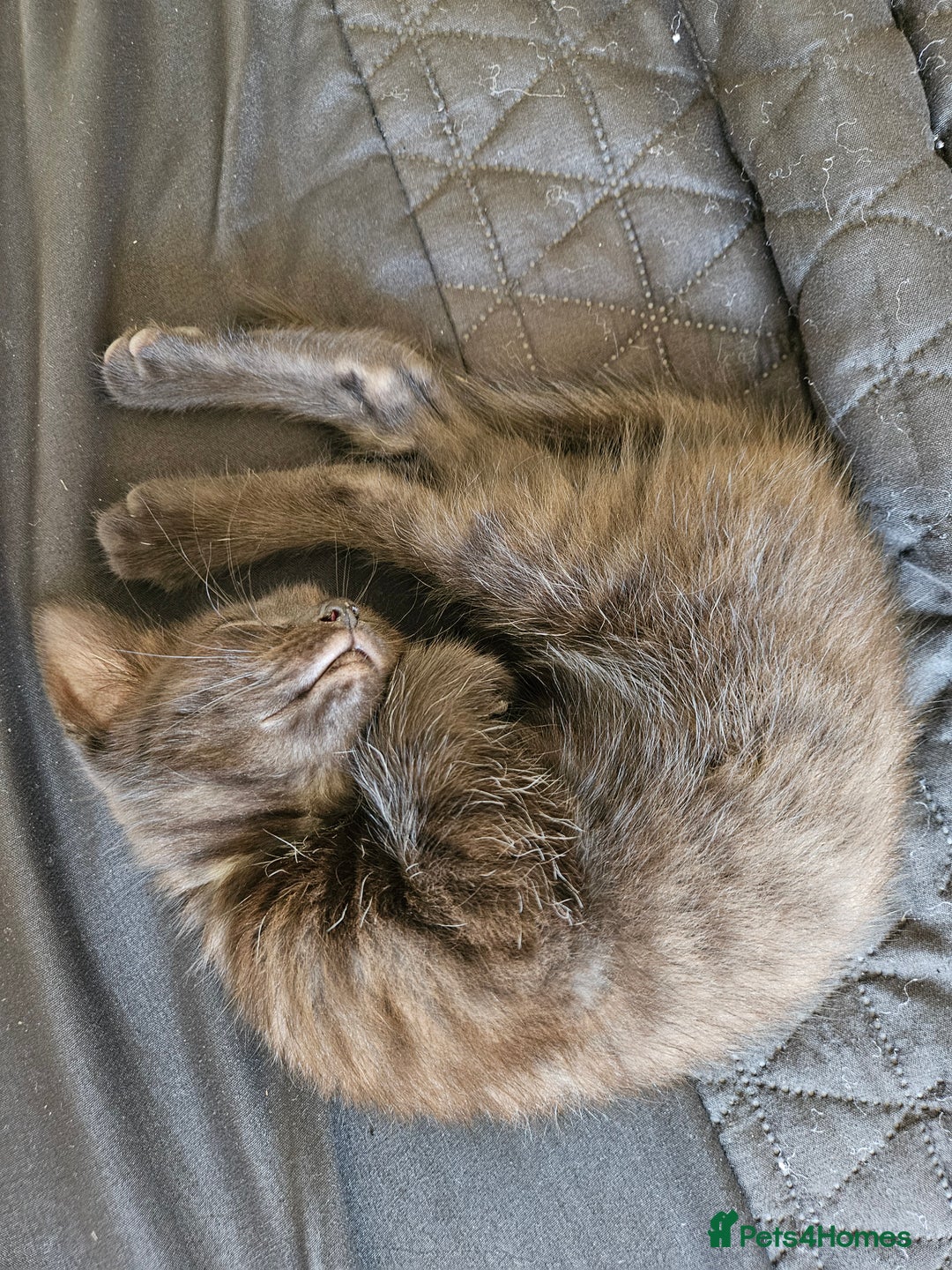 British Shorthair cats for sale: British Short-hair X melanistic bengal kitten - Image 6