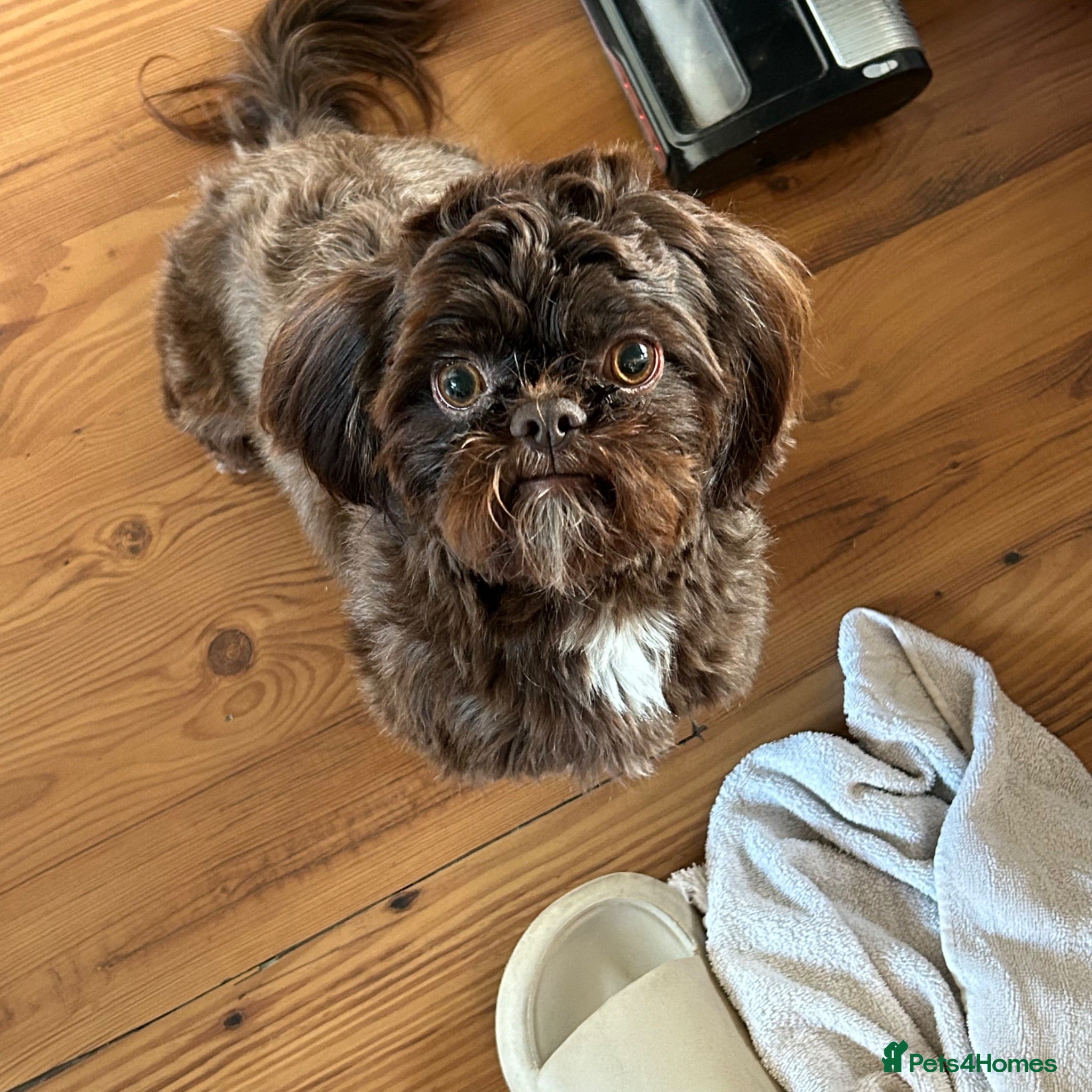 Shih Tzu dogs Female imperial chocolate shihtzu  - Advert 3