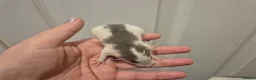 Rat rodents for sale: Baby Dumbo Rats in Durham - Advert 3