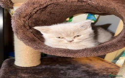 British Shorthair cats for sale: Lilac British shorthairs champion lines  - Image 2