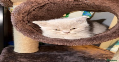 British Shorthair cats - Advert 3