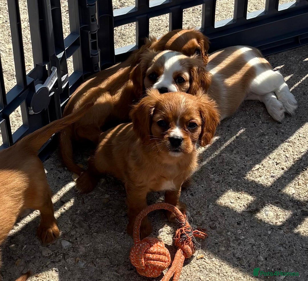 Cockalier dogs for sale: Gorgeous Cockalier Puppies… - Image 8