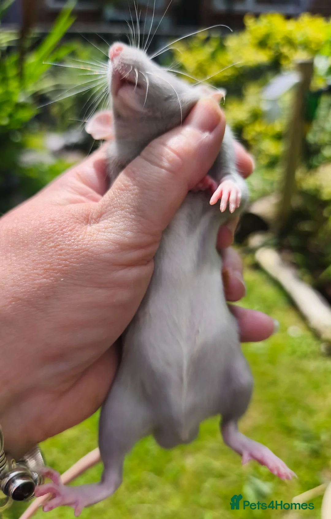 Rat rodents for sale: Beautiful blue and mink Dumbo rats - Advert 2