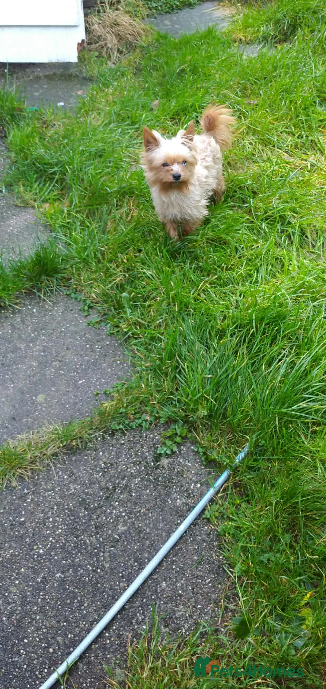 Yorkshire Terrier dogs for sale: Golden Yorkshire Terrier - Advert 3