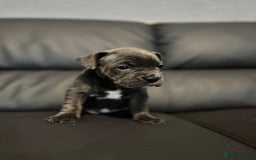 Mixed Breed dogs for sale: French Buldog in Liverpool - Image 2
