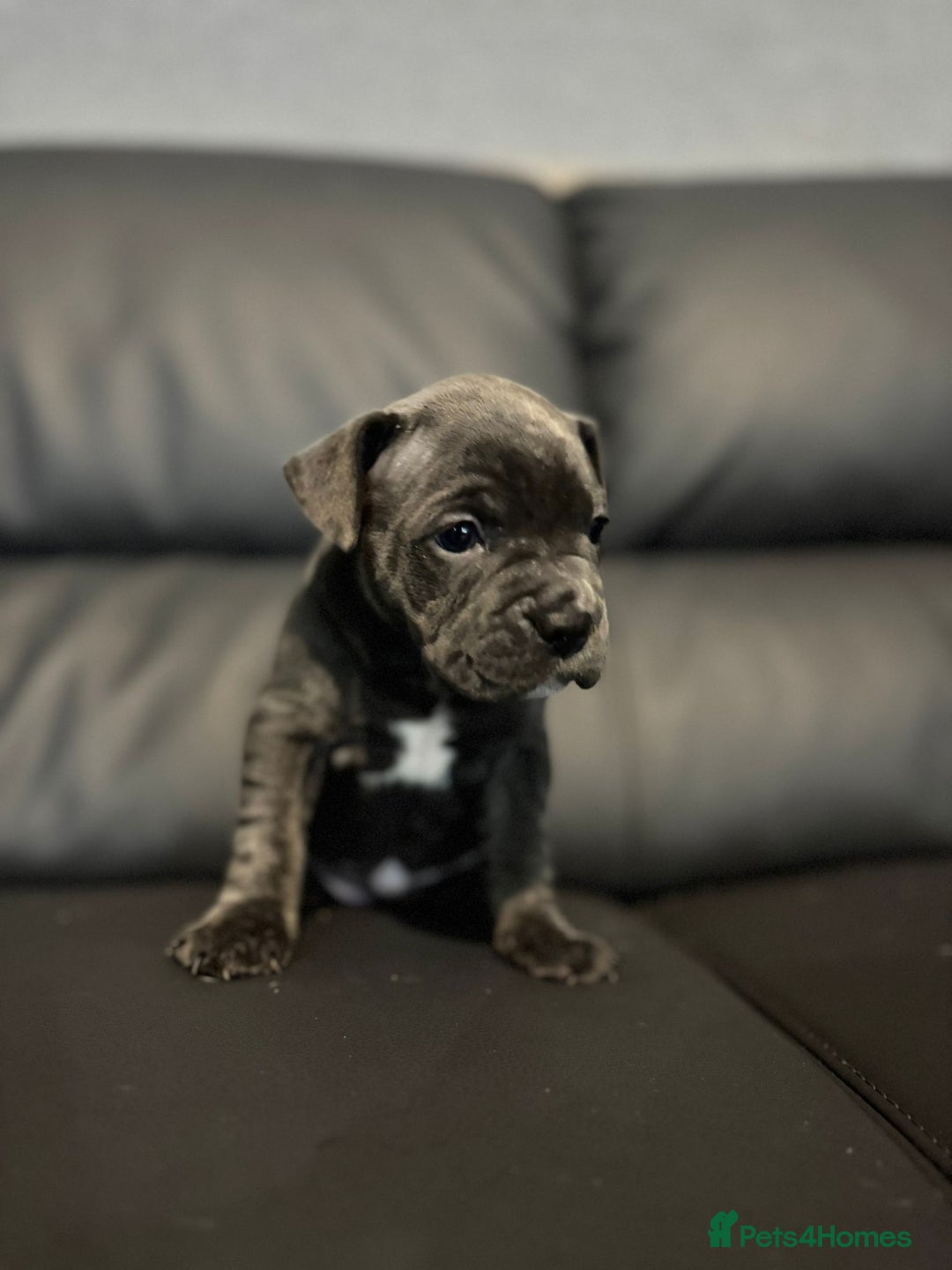 Mixed Breed dogs for sale: French Buldog in Liverpool - Image 2