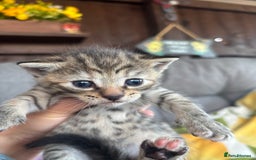 Mixed Breed cats for sale: Cute Kittens for sale! - Image 4