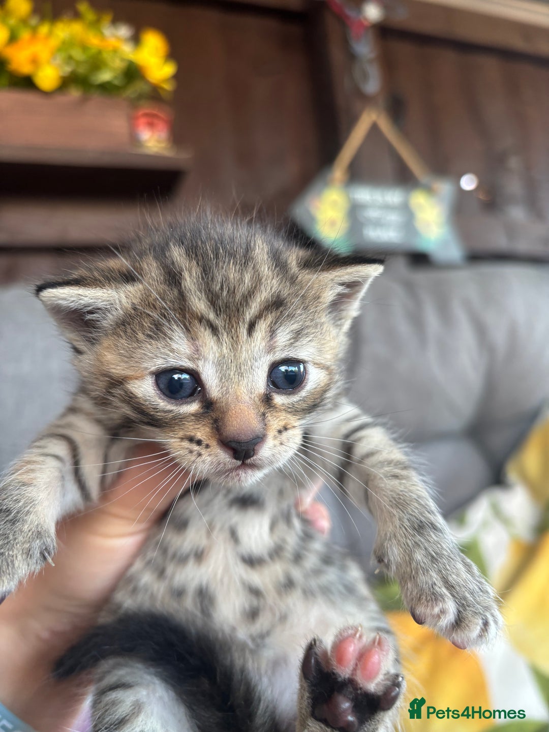 Mixed Breed cats for sale: Cute Kittens for sale! - Image 4