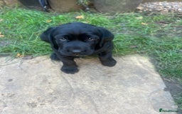 Labrador Retriever dogs for sale: Adorable, black Labrador puppy! - Image 5