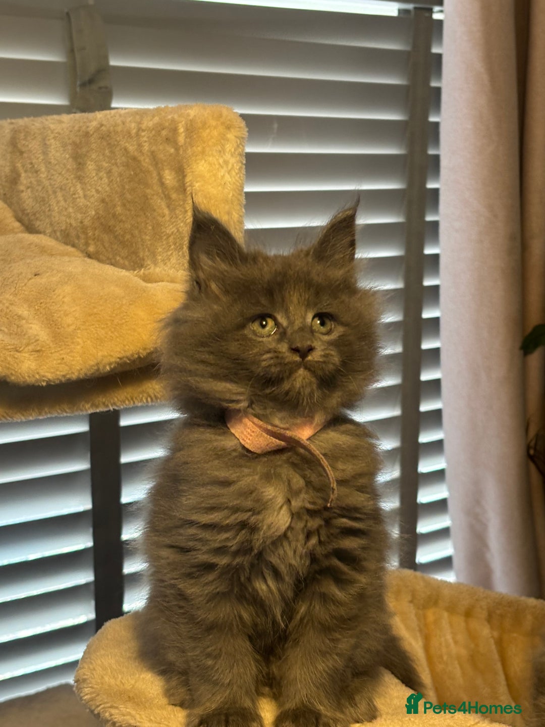 Maine Coon cats for sale: Blue Maine Coon Kittens – Active TICA Registered  - Advert 38