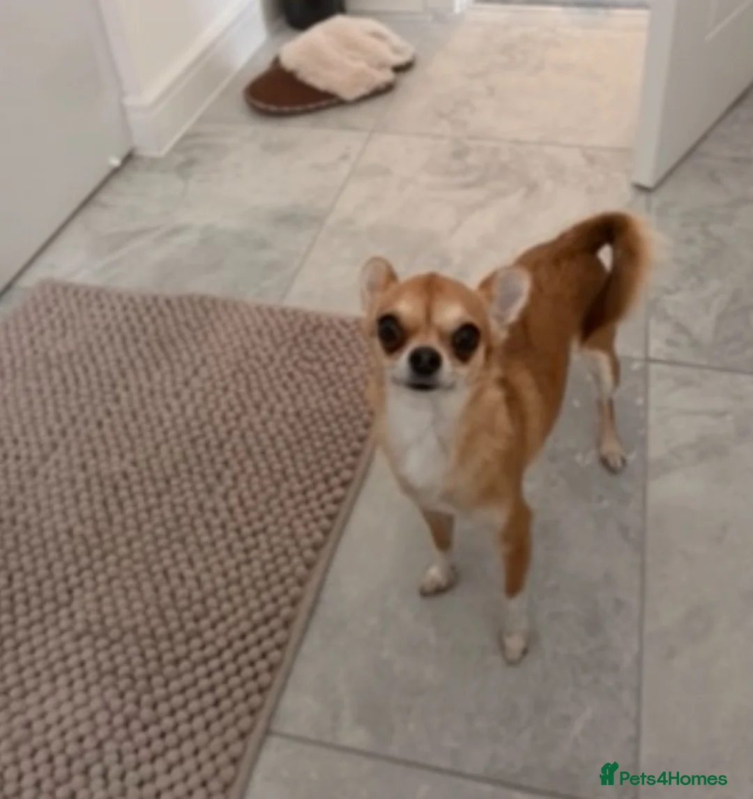Chihuahua dogs for sale: Brown chihuahua female  in Bolton - Advert 1