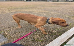 Labrador Retriever dogs for stud: 🐾 Fox Red Labrador Available for Stud 🐾 - Image 3