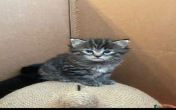 Mixed Breed cats for sale: Stunning litter of 4 gorgeous fur babies  - Image 1