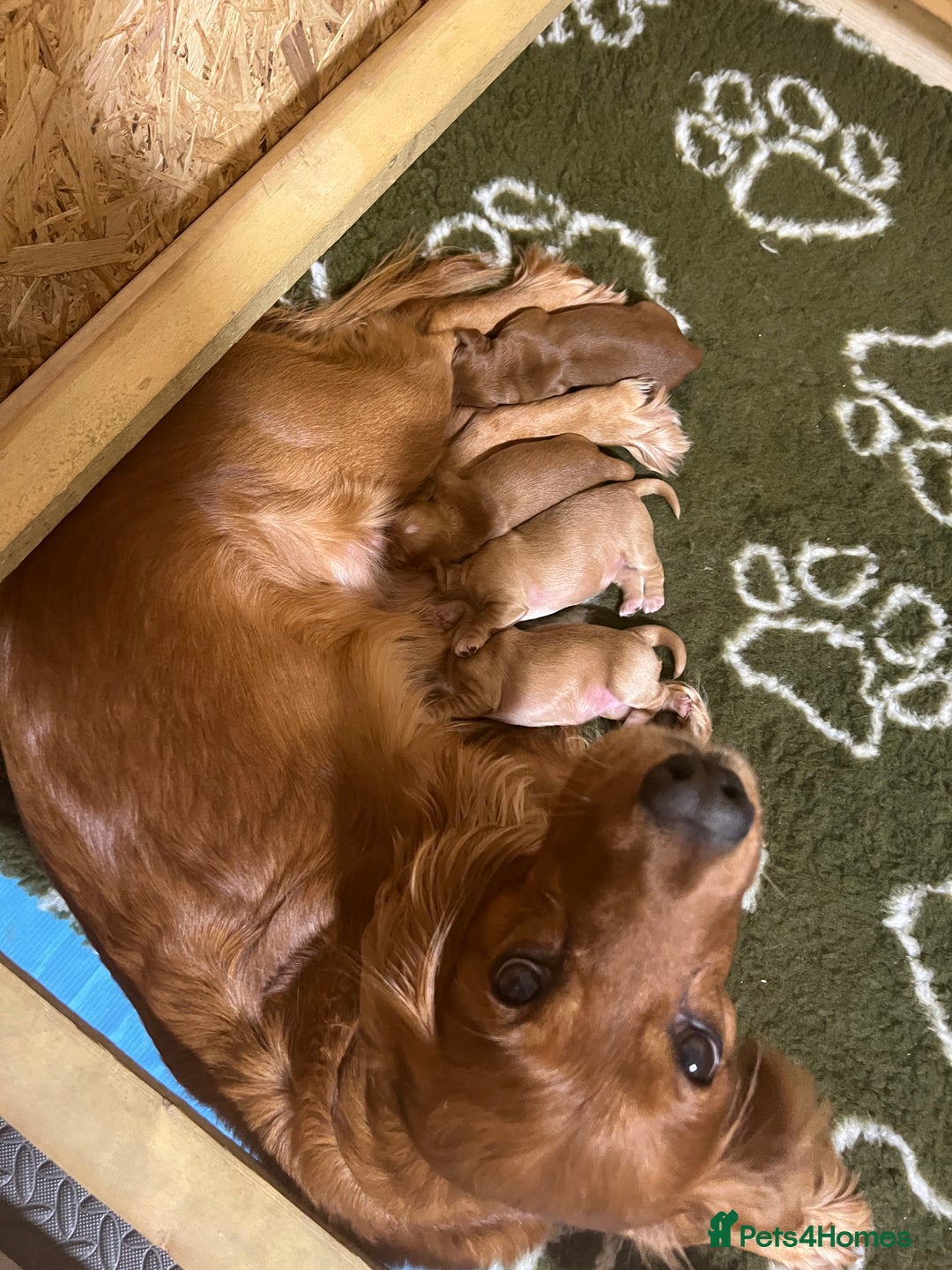 Cocker Spaniel dogs for sale: 2 Girls left, Golden red working cockers - Advert 1