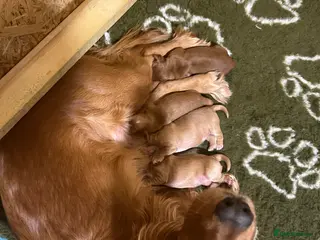 Cocker Spaniel dogs 2 Girls left, Golden red working cockers - Advert 11