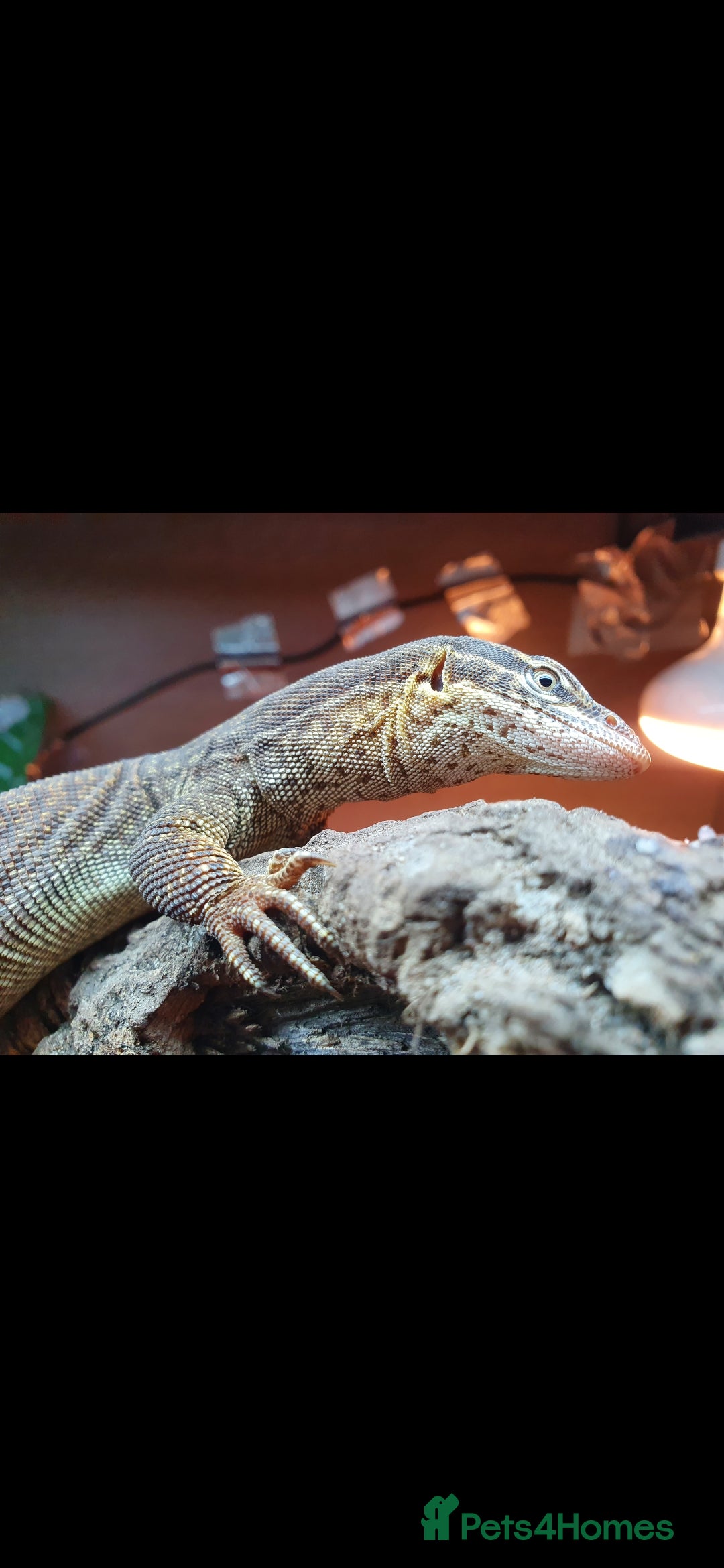 Monitor reptiles for sale: Ackie Monitor  - Advert 4